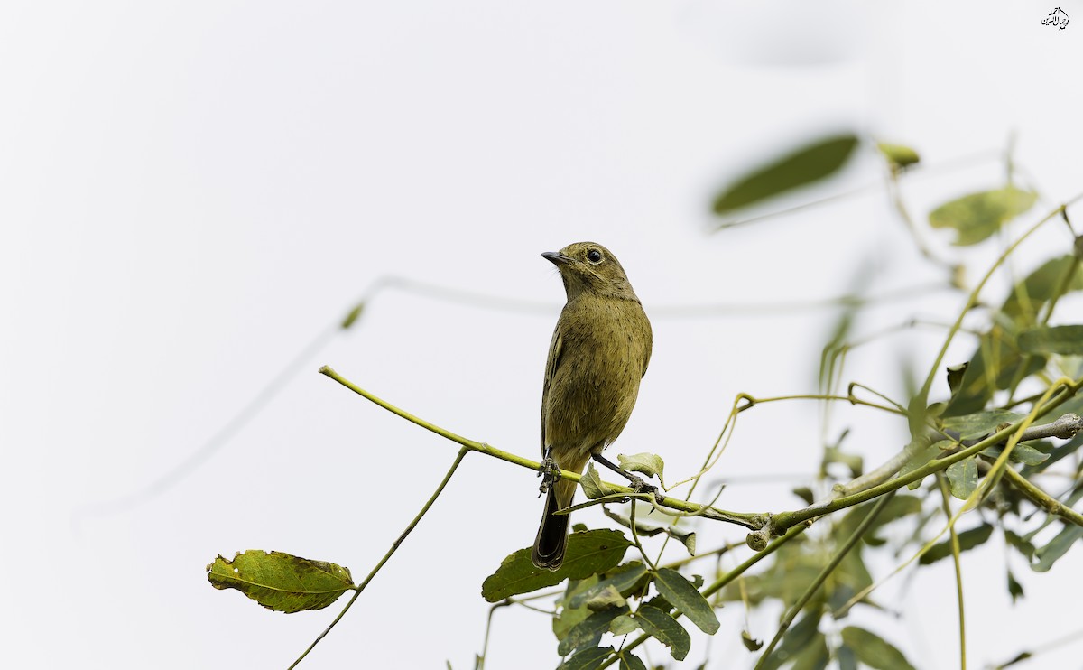 Brown Rock Chat - ML643691333