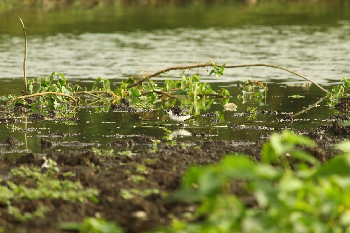 Red-necked Phalarope - ML643691334