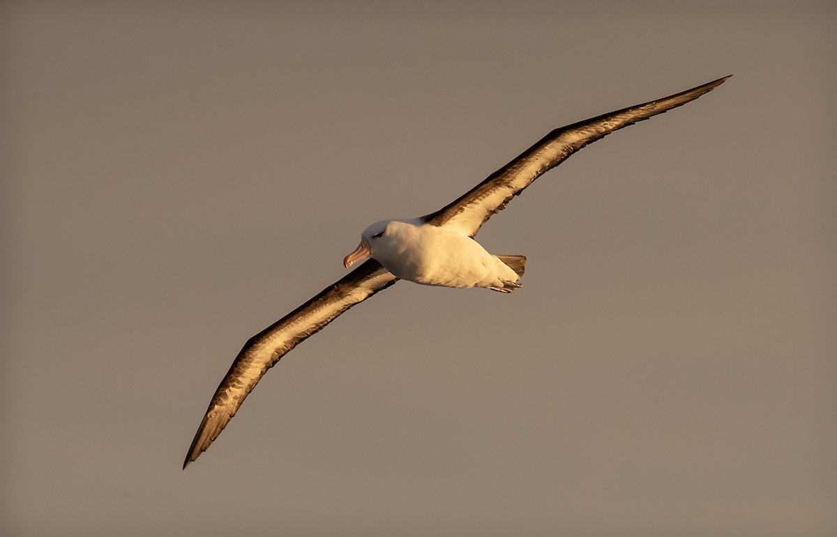 Black-browed Albatross - ML643691336