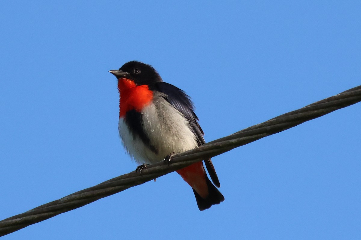 Picaflores Golondrina - ML643691343