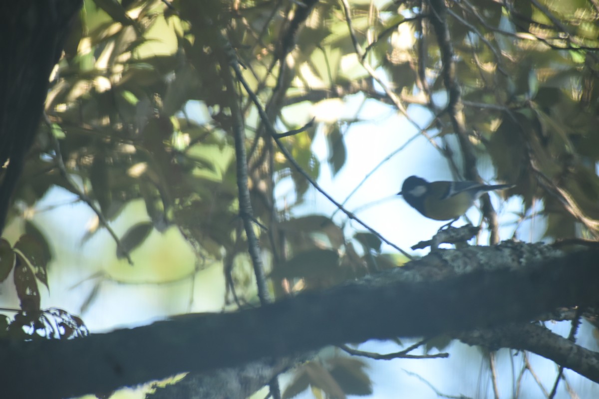 Mésange montagnarde - ML643691345