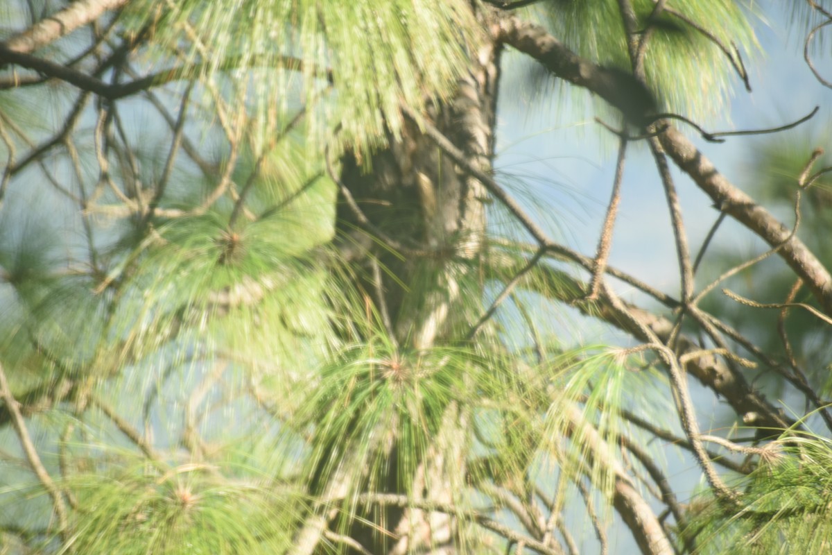 Bar-tailed Treecreeper - ML643691348