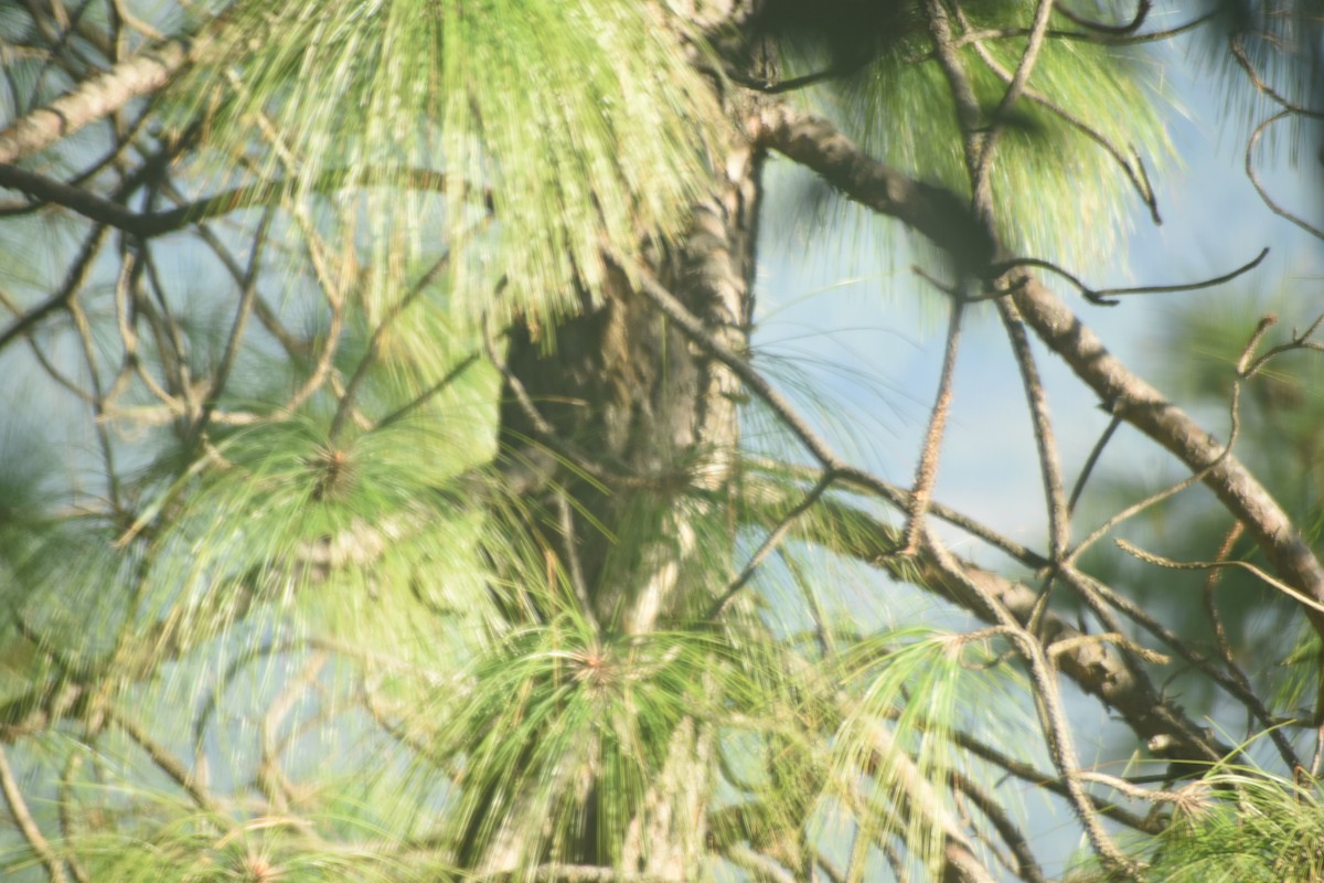 Bar-tailed Treecreeper - ML643691349