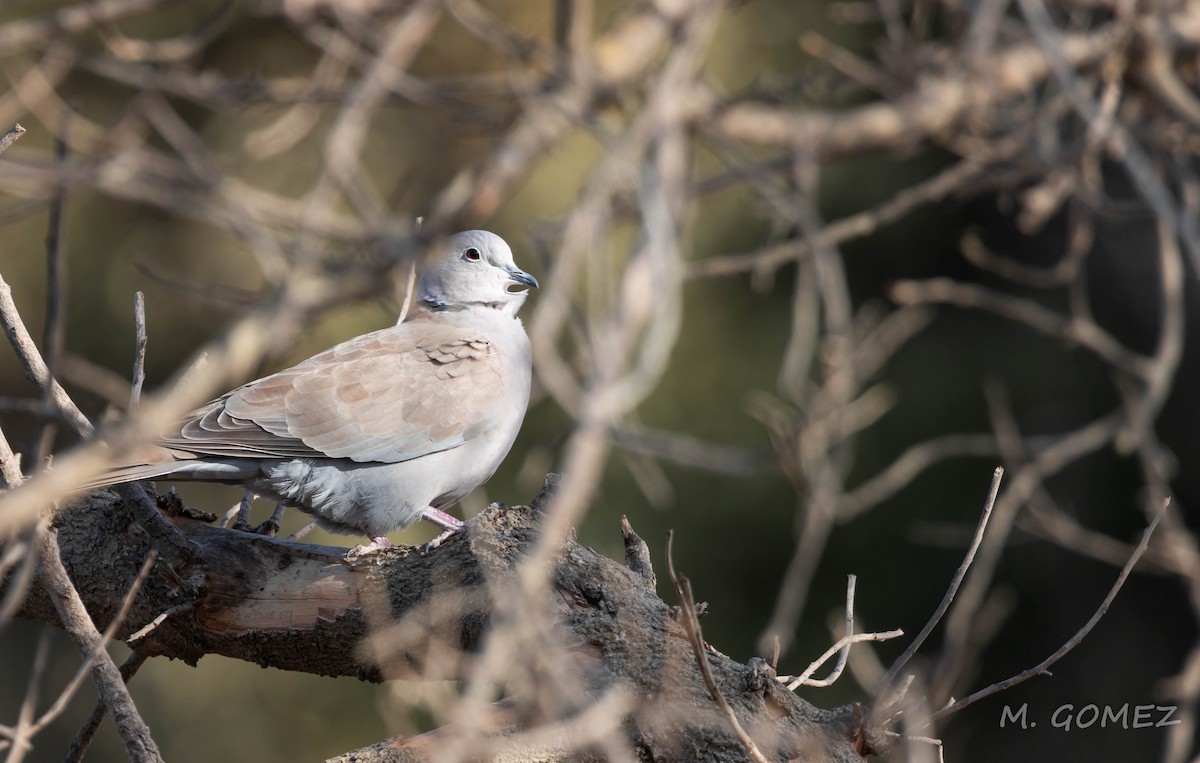 Eurasian Collared-Dove - ML643691353