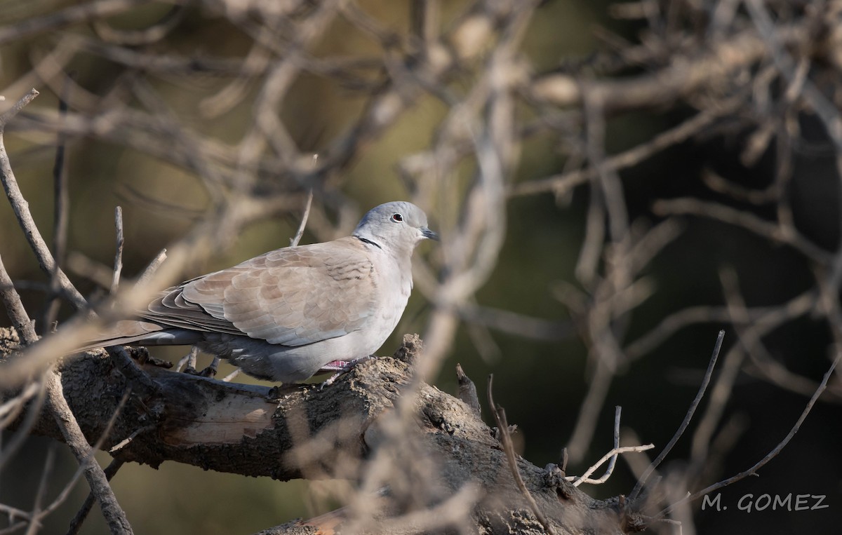 Eurasian Collared-Dove - ML643691354
