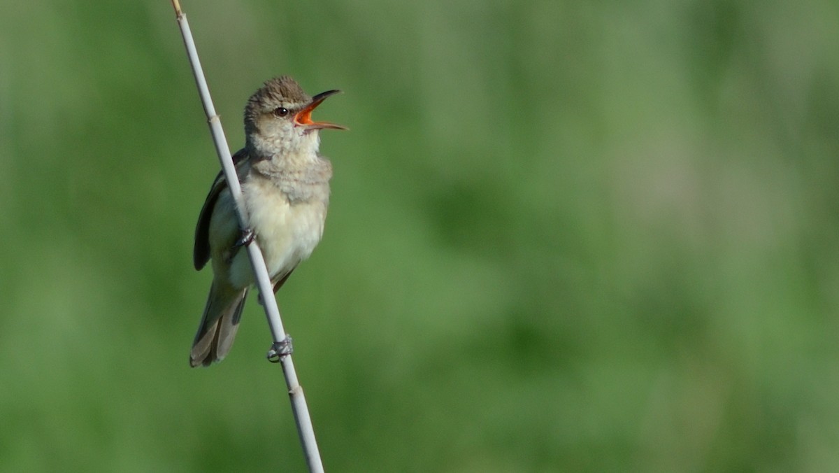 オオヨシキリ - ML643691377