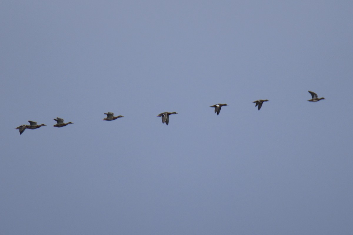American Wigeon - ML643691380