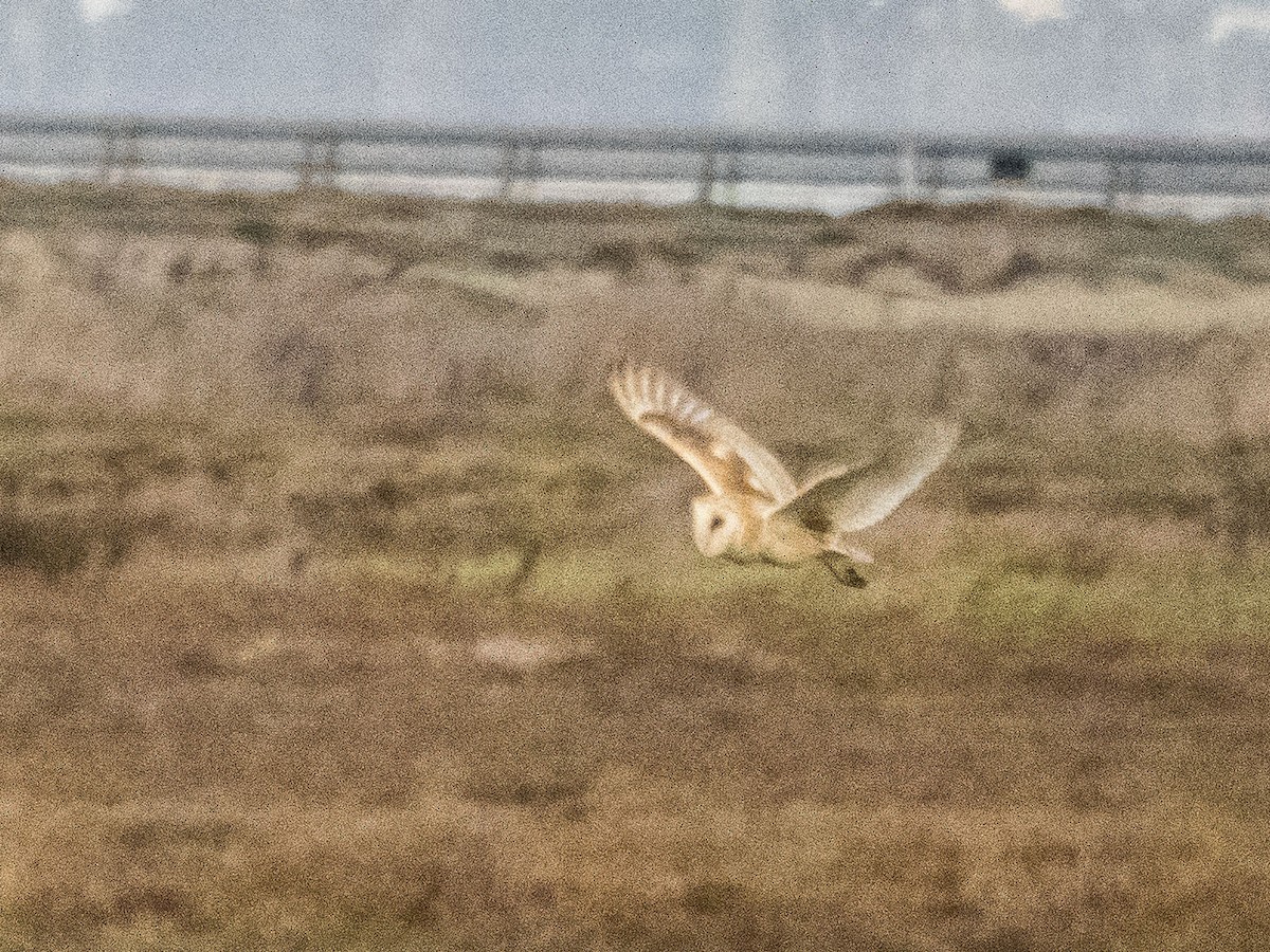 American Barn Owl - ML643691381