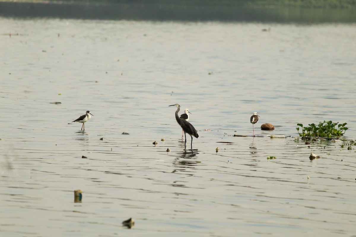 Western Reef-Heron - ML643691390