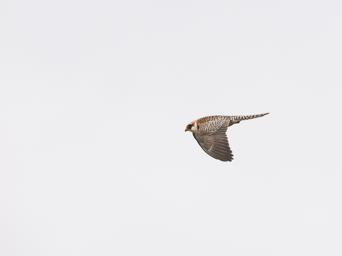 Red-footed Falcon - ML643691392