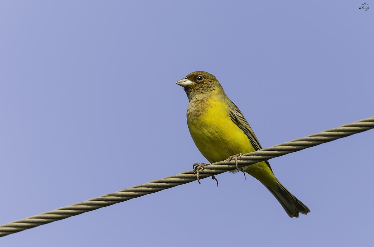 Kızıl Başlı Çinte - ML643691395