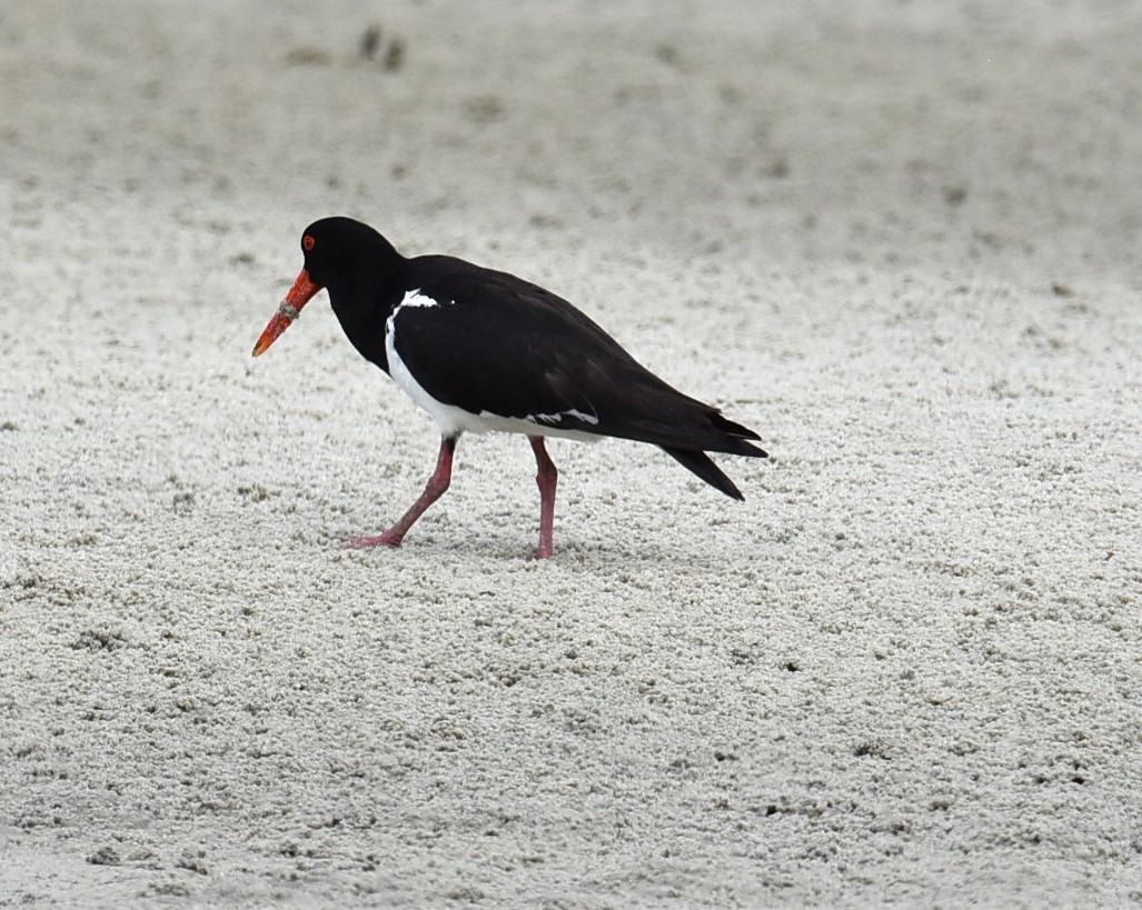 Pied Oystercatcher - ML643691397