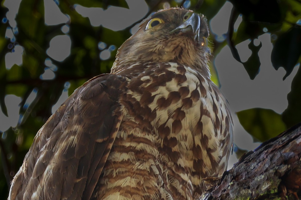 Brown Goshawk - ML643691416