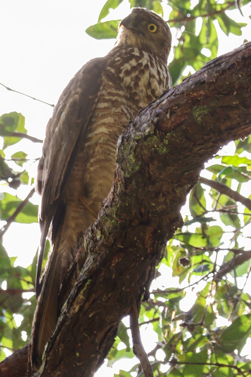 Brown Goshawk - ML643691417