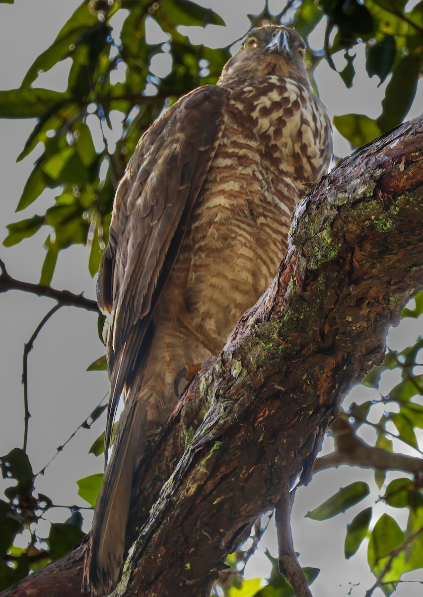 Brown Goshawk - ML643691418