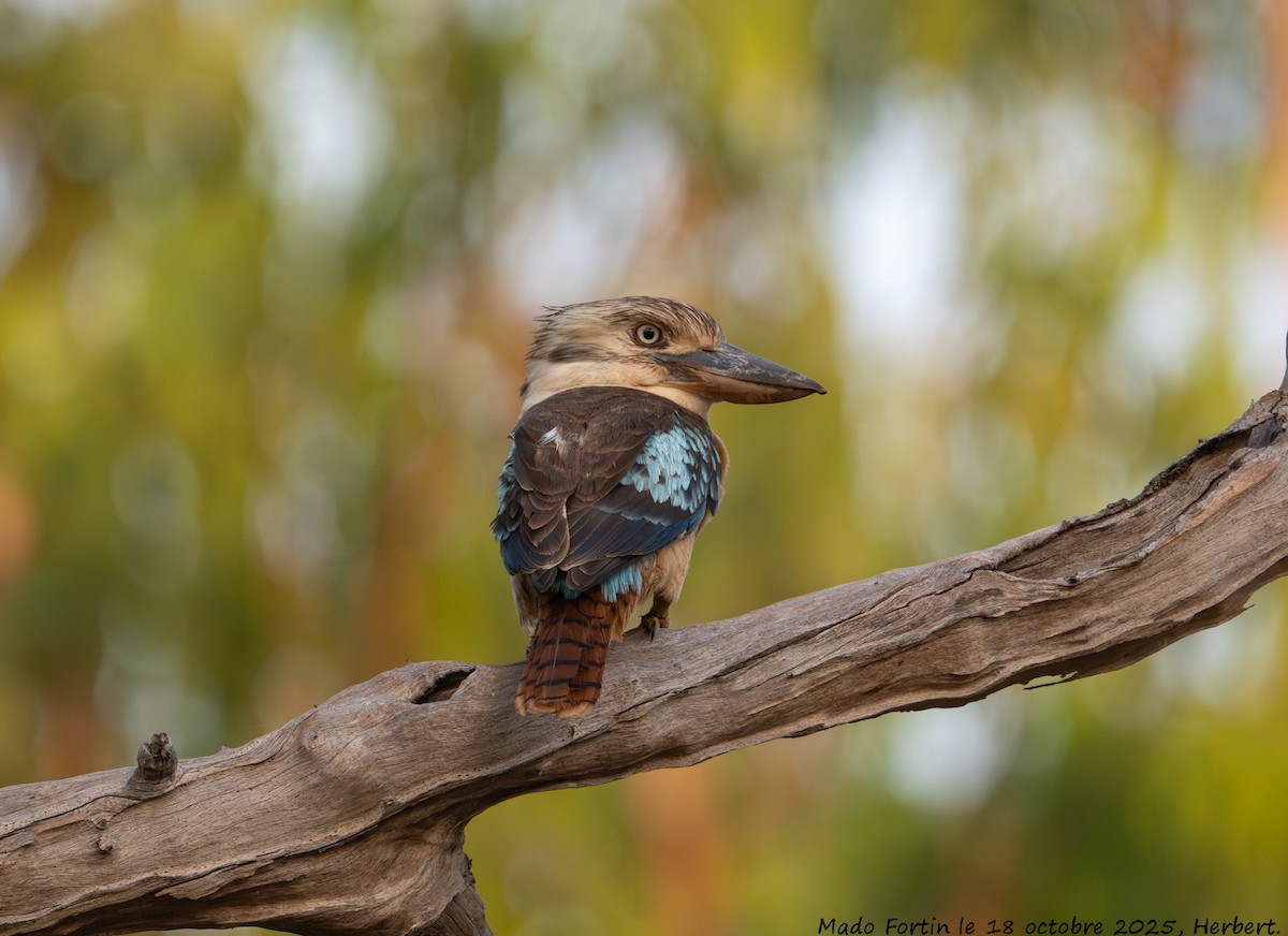 Blue-winged Kookaburra - ML643691423