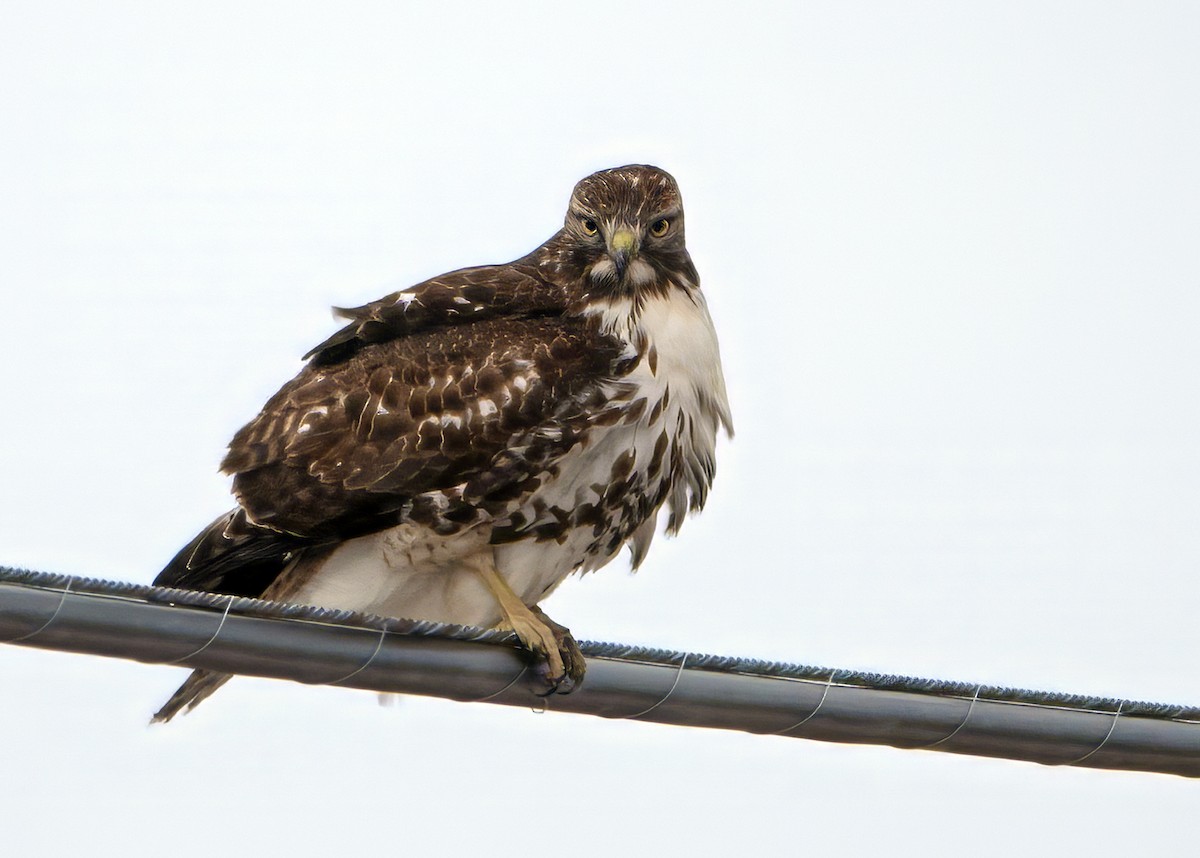 Red-tailed Hawk (borealis) - ML643691425
