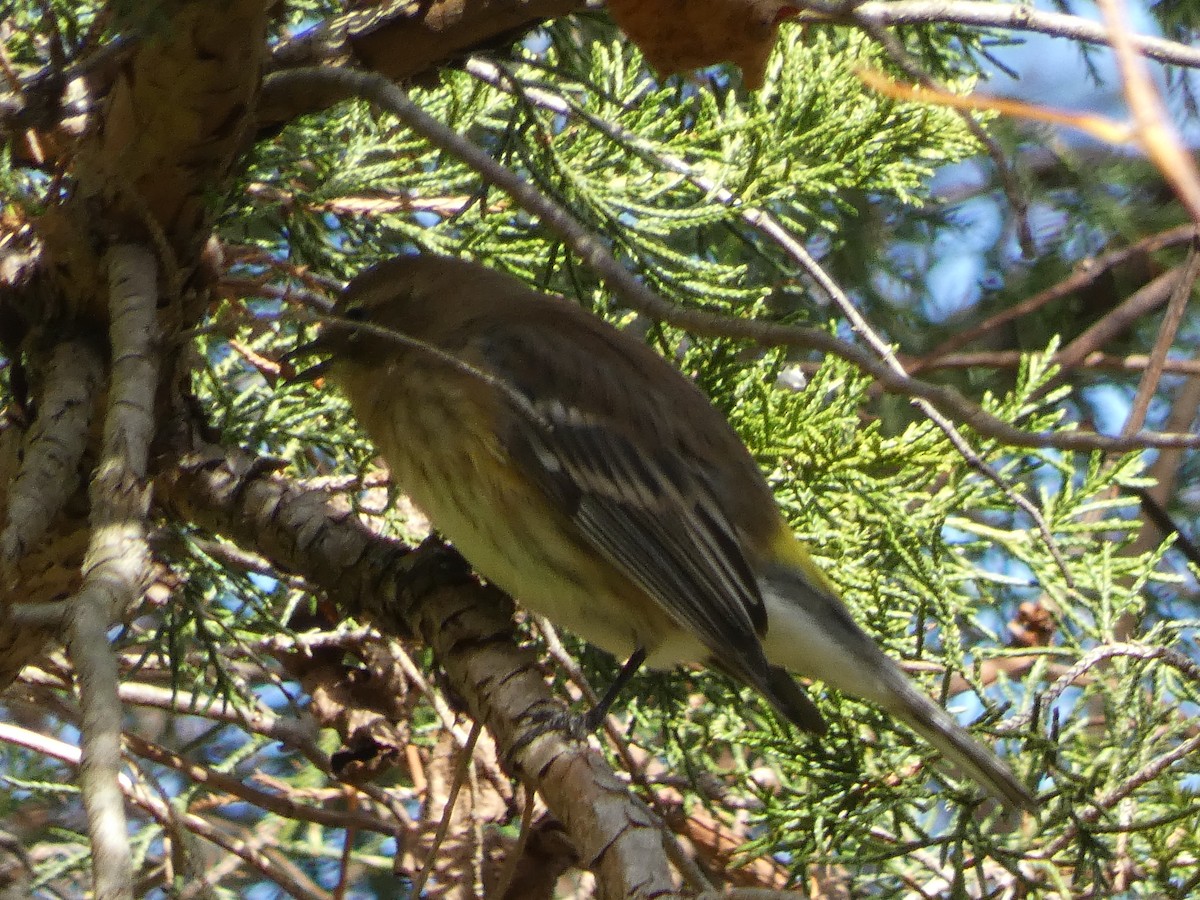 Kronenwaldsänger (coronata) - ML643691430