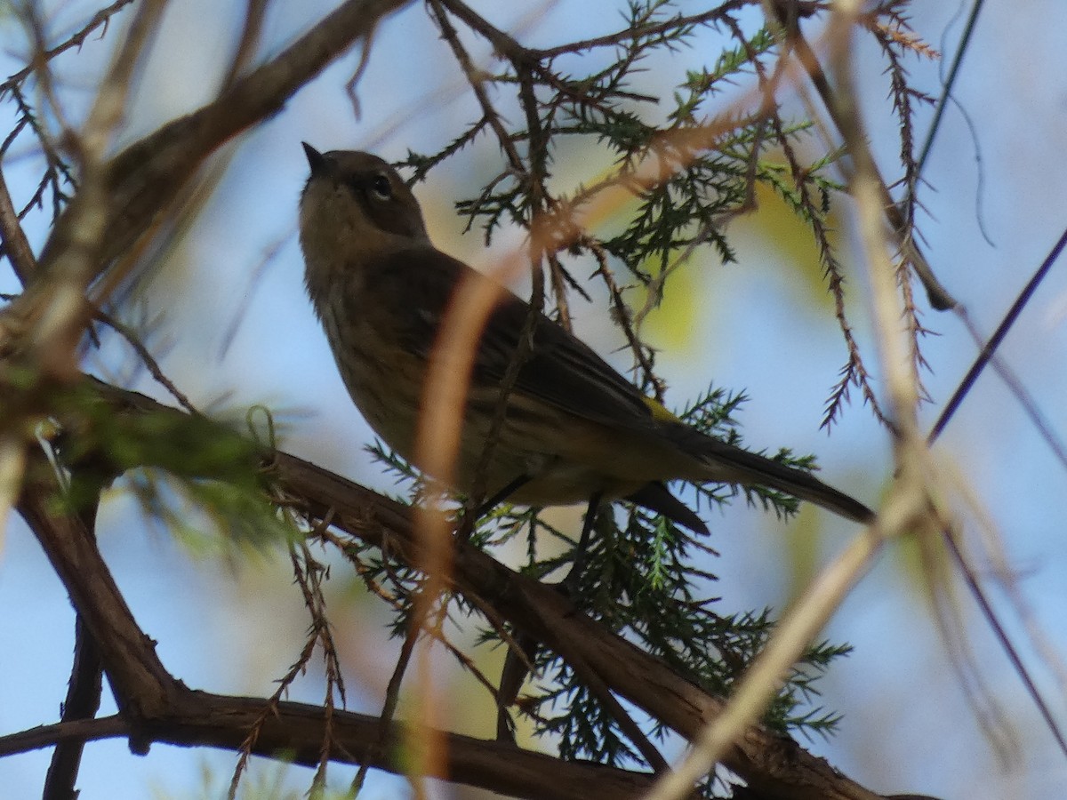 Kronenwaldsänger (coronata) - ML643691431