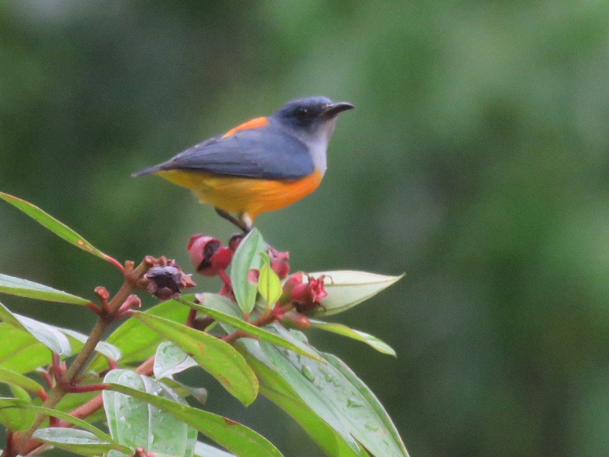 Orange-bellied Flowerpecker - ML643691436