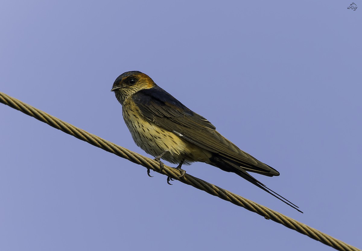 Eastern Red-rumped Swallow - ML643691437