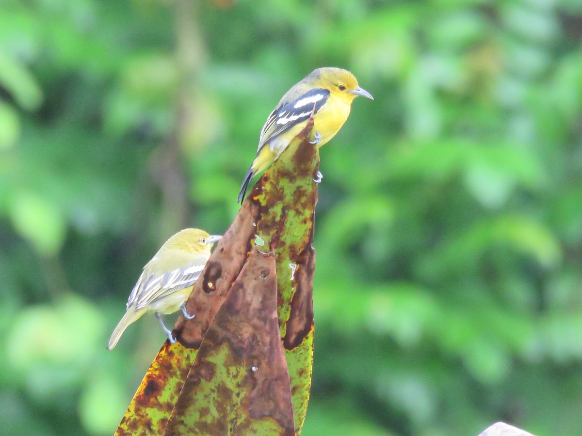 Common Iora - ML643691443