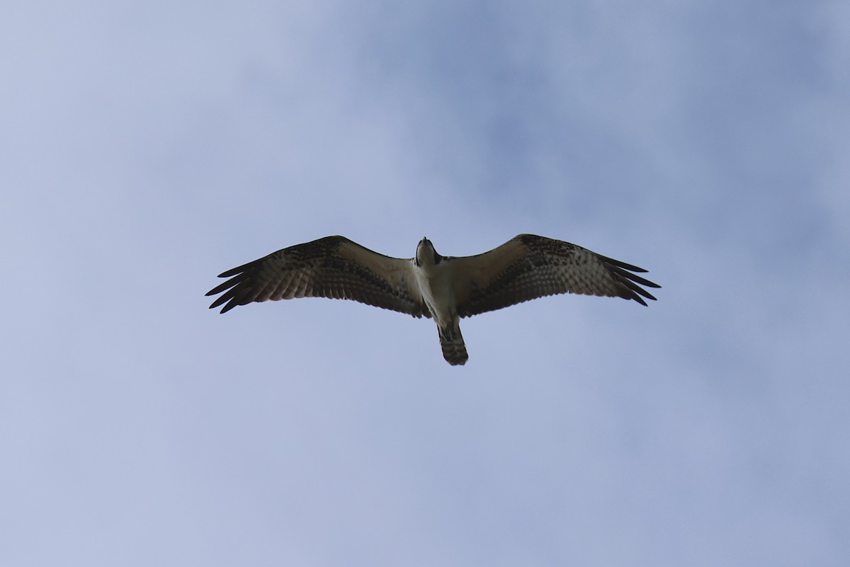 Osprey - ML643691452