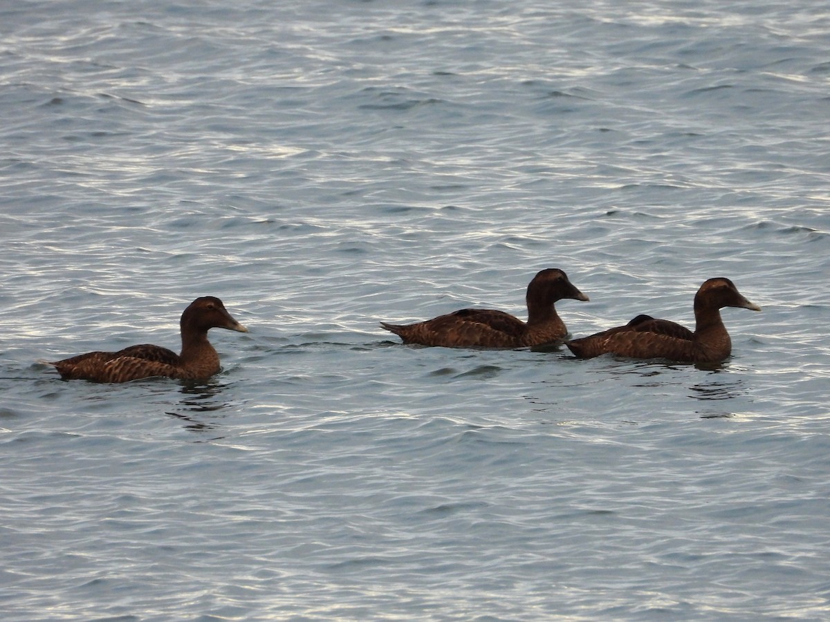 Common Eider - ML643691487
