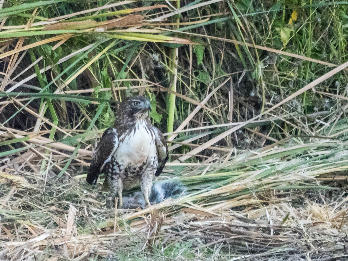 Red-tailed Hawk - ML643691498