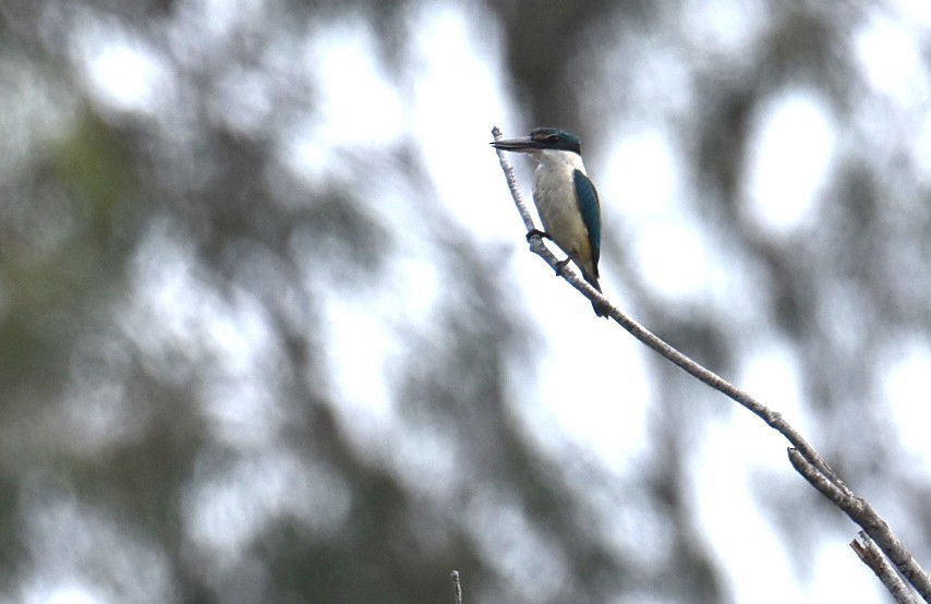 Sacred Kingfisher - ML643691516