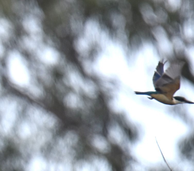 Sacred Kingfisher - ML643691517