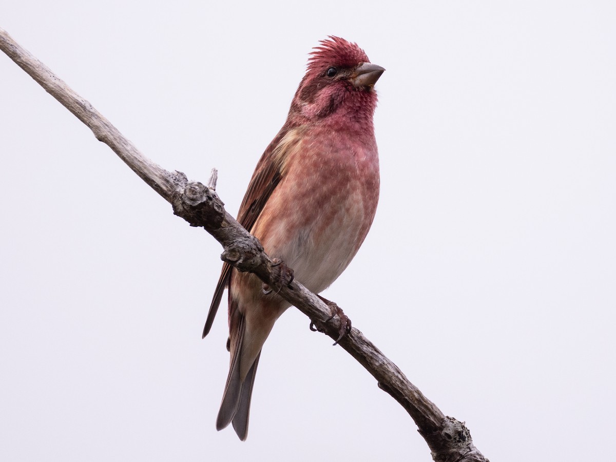 Purple Finch - ML643691521