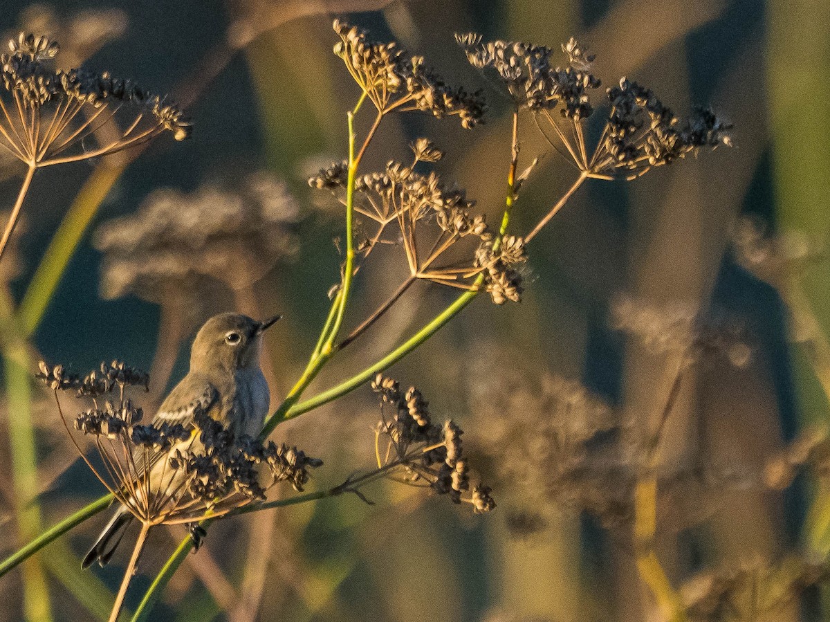 Yellow-rumped Warbler (Audubon's) - ML643691523