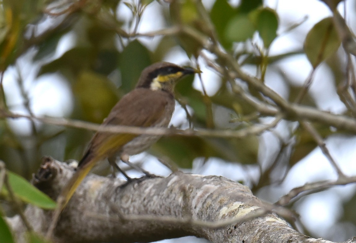 Mangrove Honeyeater - ML643691528