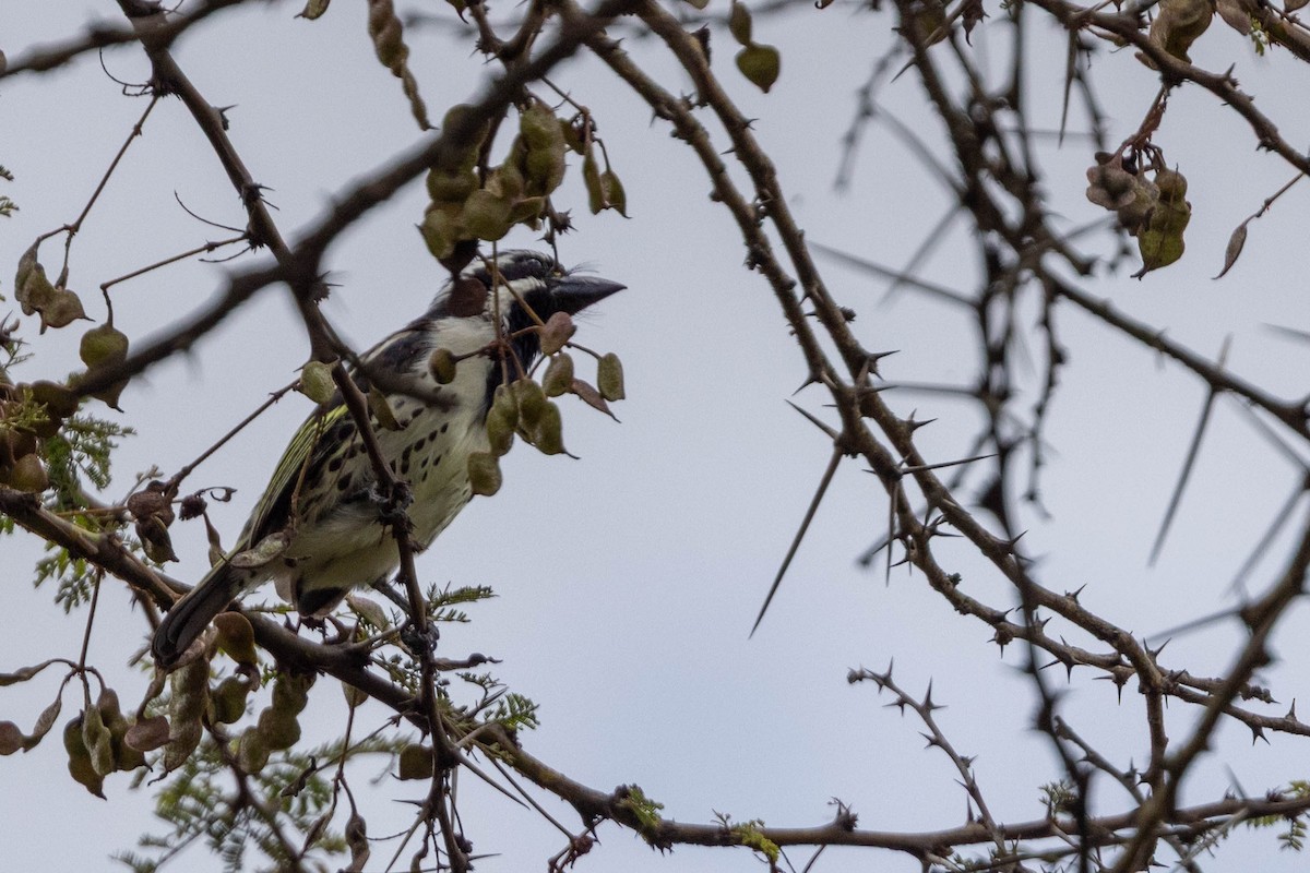 Spot-flanked Barbet - ML643691529