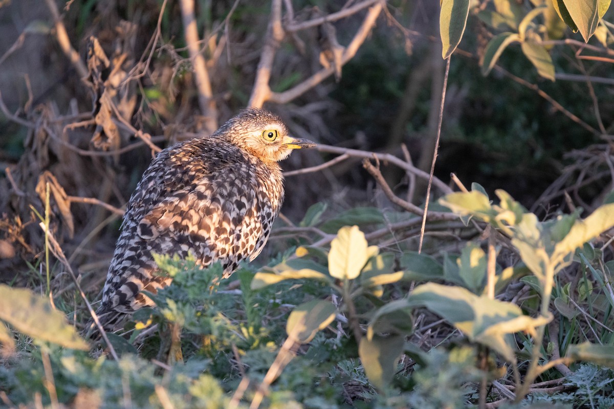 Spotted Thick-knee - ML643691535