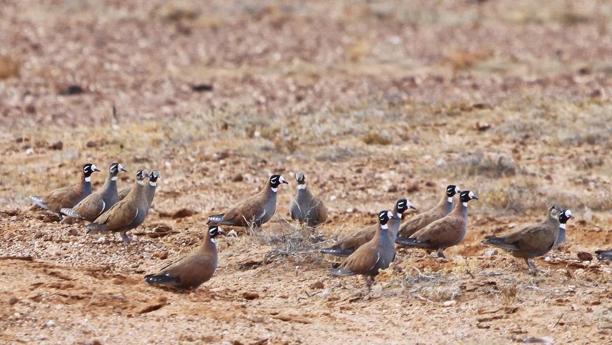 Flock Bronzewing - ML643691543