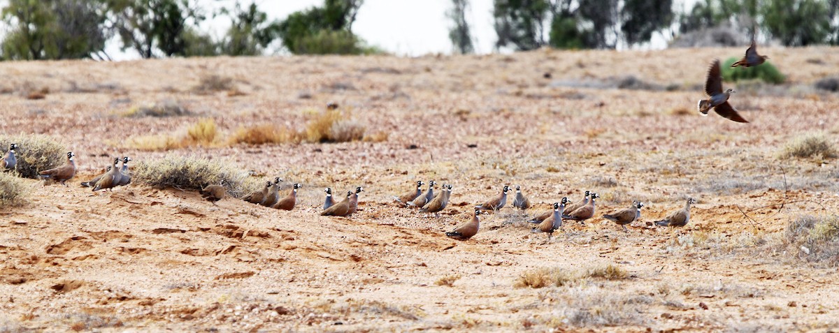 Flock Bronzewing - ML643691545