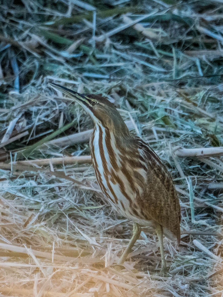 American Bittern - ML643691547