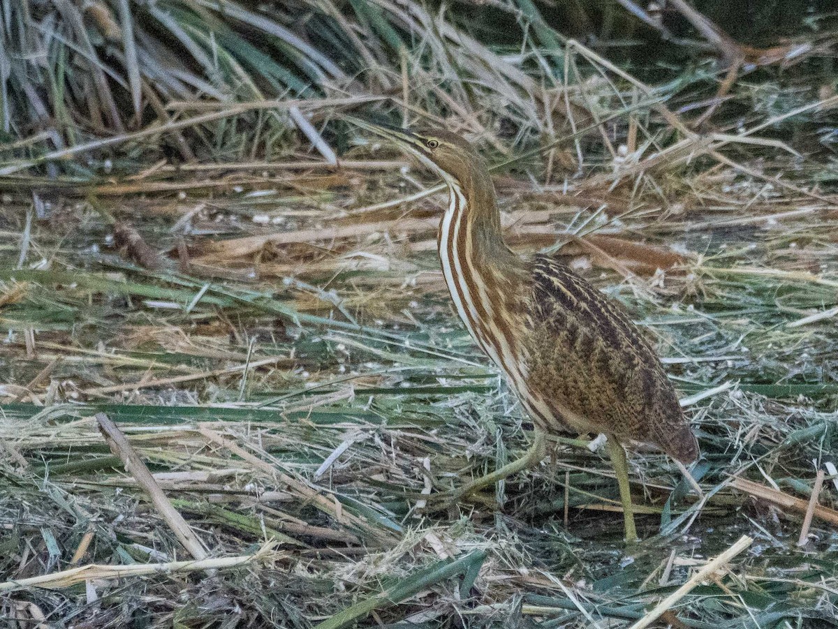 American Bittern - ML643691548