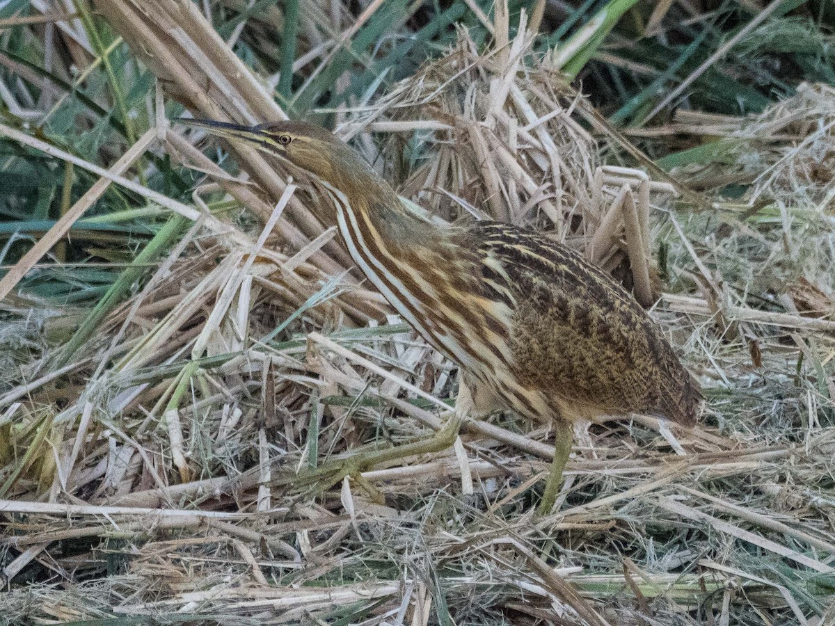 American Bittern - ML643691549