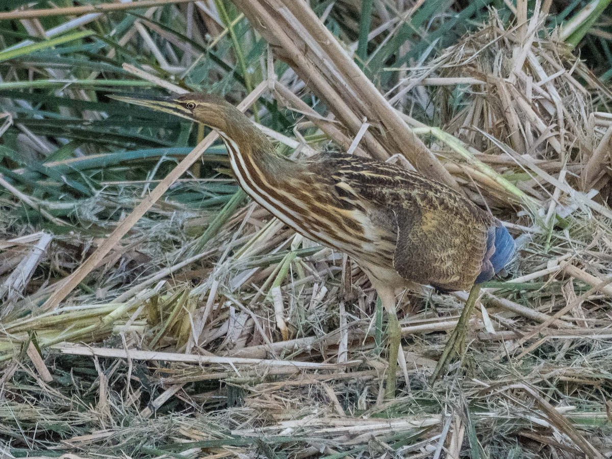American Bittern - ML643691550