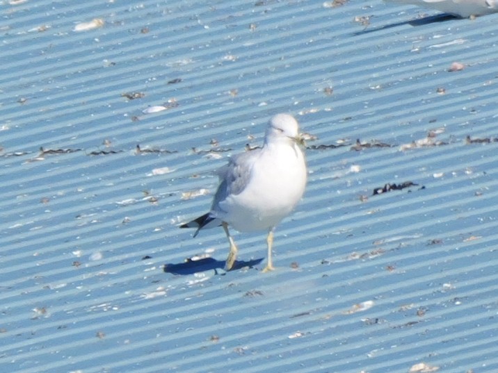 ringnebbmåke - ML643691560
