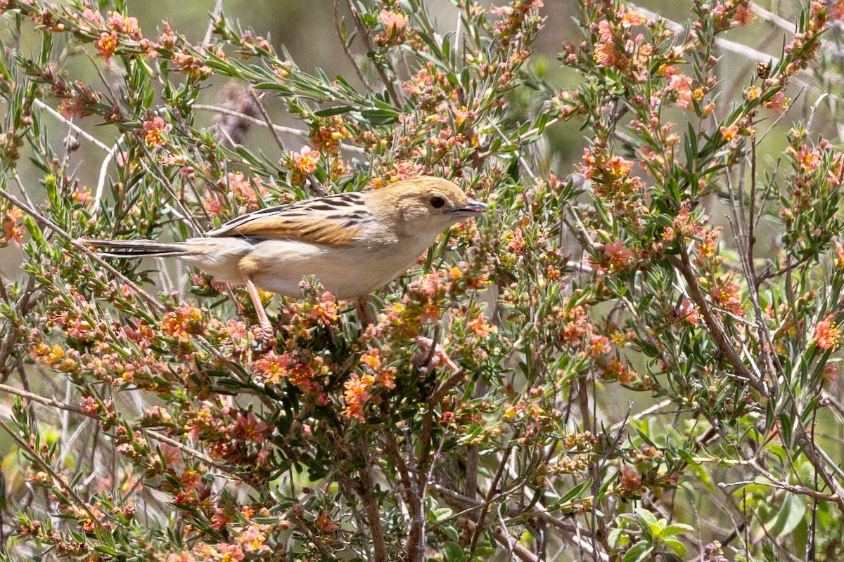 Stout Cisticola - ML643691565