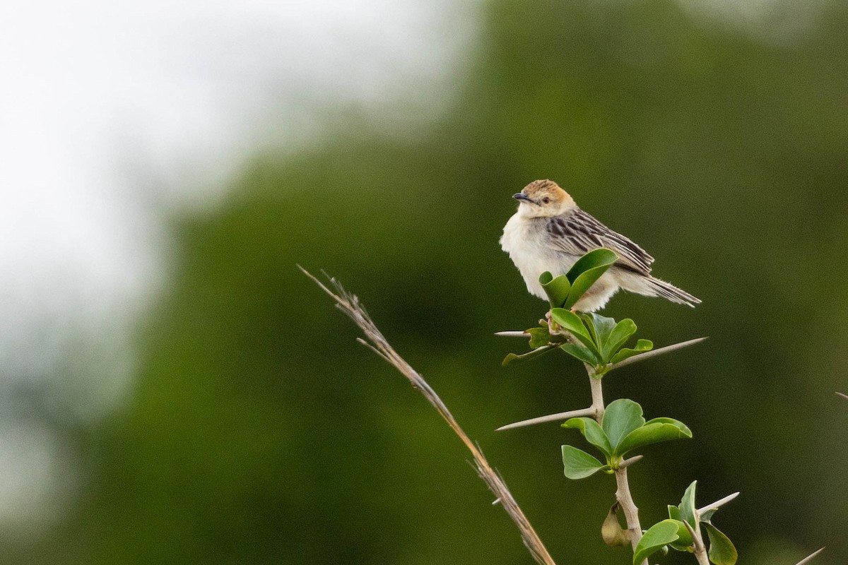 Stout Cisticola - ML643691566
