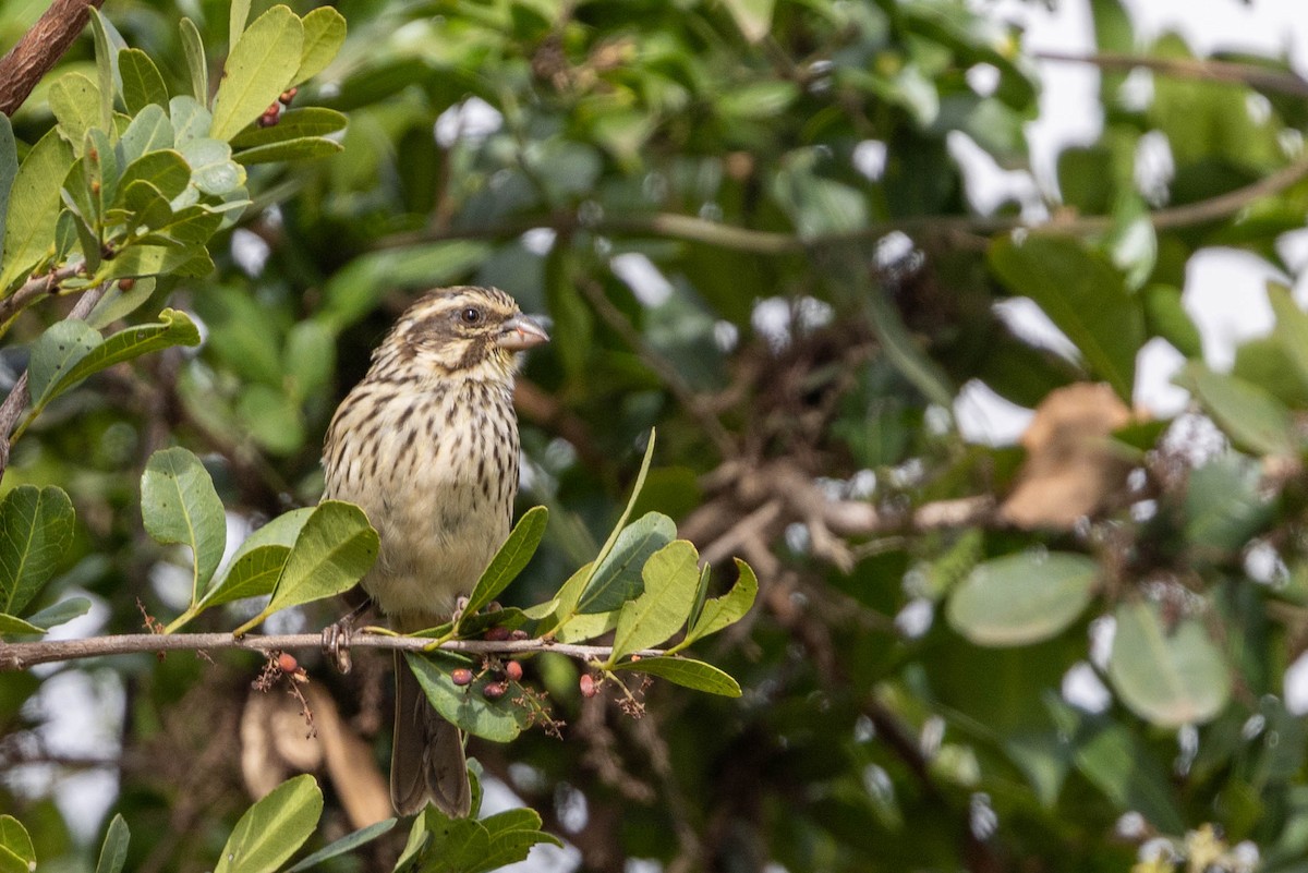 Streaky Seedeater - ML643691573