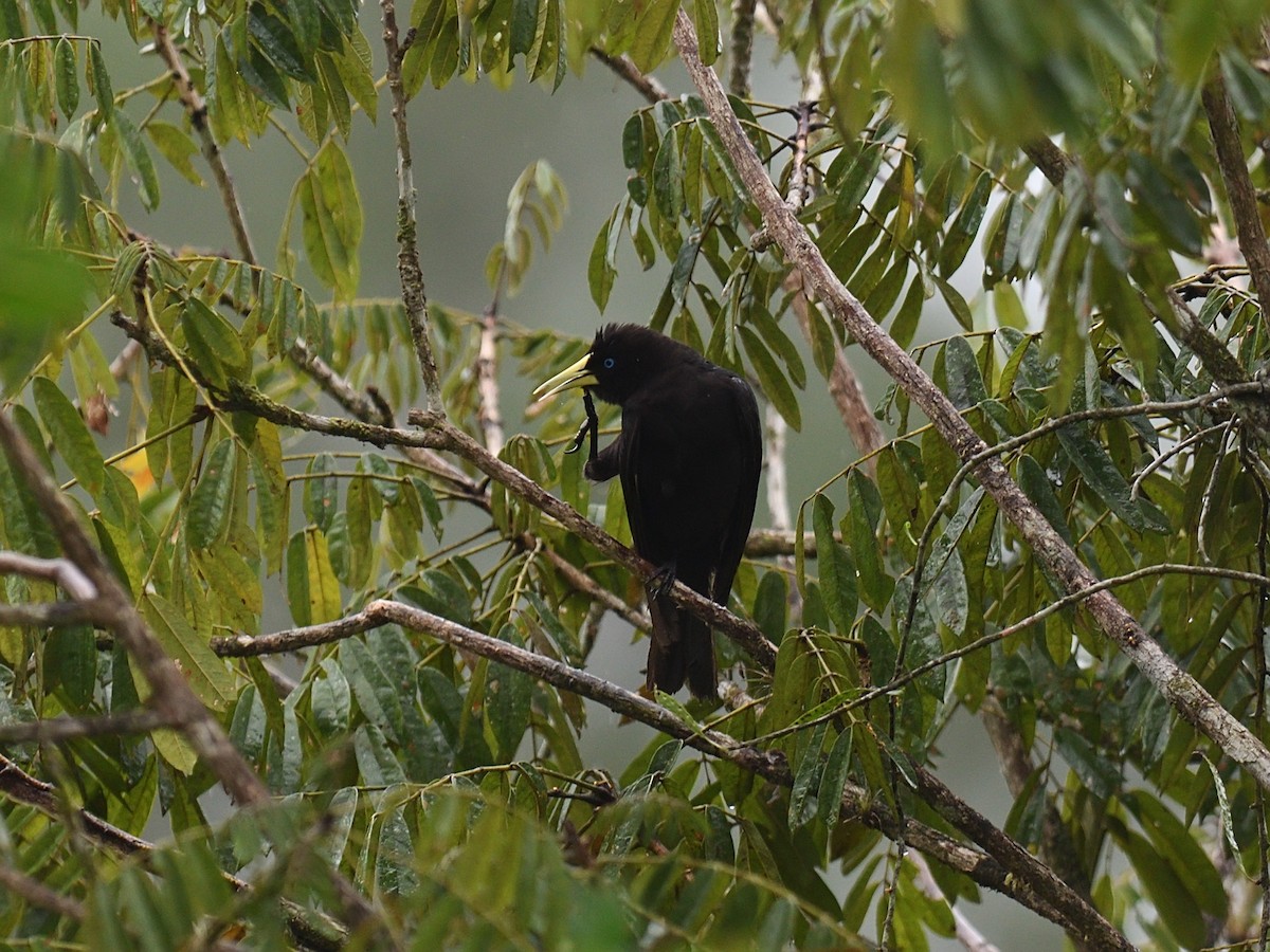 Red-rumped Cacique - ML643691574