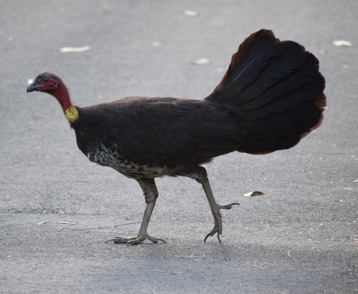 Australian Brushturkey - ML643691575