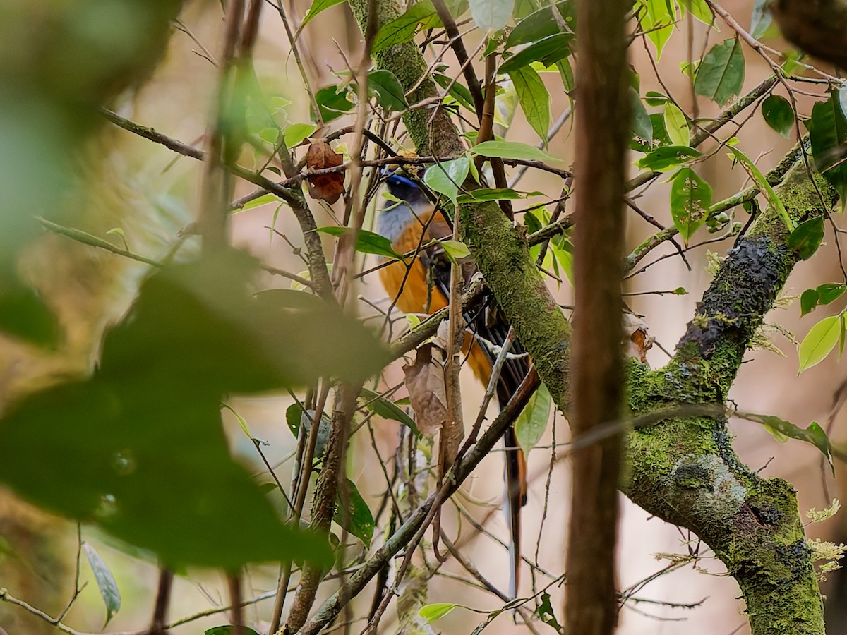 Whitehead's Trogon - ML643691579