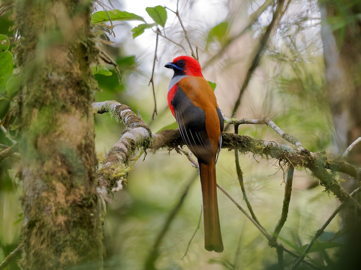 Whitehead's Trogon - ML643691581